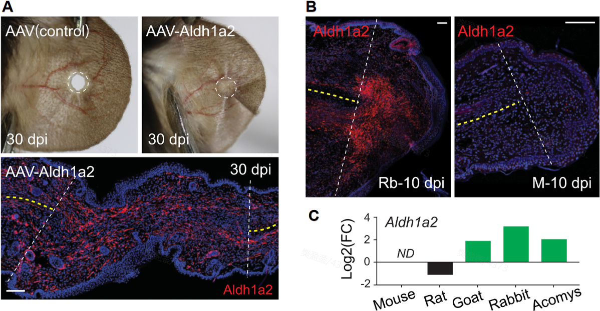 Figure 4. Functional Validation of the Spatial Switch